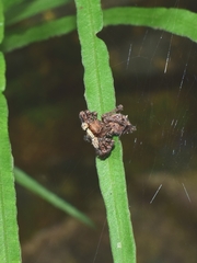 Portia labiata