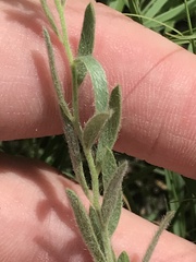 Evolvulus nuttallianus