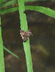 Portia labiata