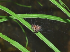 Portia labiata