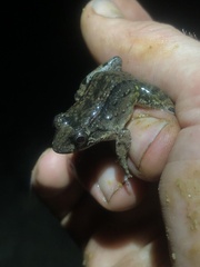 Leptodactylus wagneri
