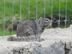 Otospermophilus variegatus