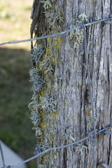 Ramalina canariensis