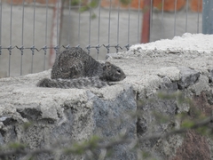 Otospermophilus variegatus