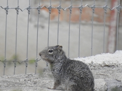 Otospermophilus variegatus