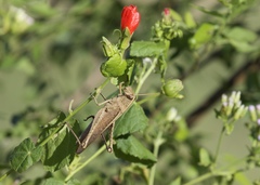 Schistocerca impleta