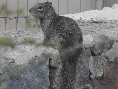 Otospermophilus variegatus