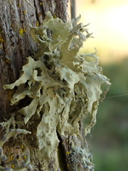 Ramalina canariensis