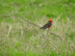 Pyrocephalus rubinus