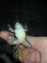 Leptodactylus wagneri