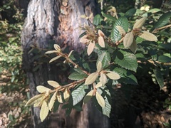 Notholithocarpus