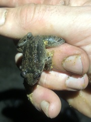 Leptodactylus wagneri