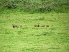 Phacochoerus africanus