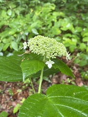 Hydrangea cinerea