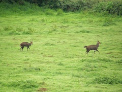Tragelaphus sylvaticus meneliki