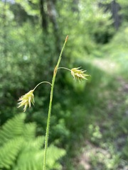 Carex castanea