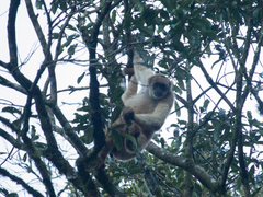 Brachyteles arachnoides