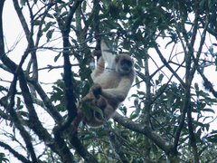 Brachyteles arachnoides