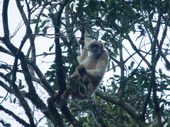 Brachyteles arachnoides