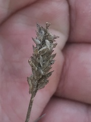 Poa cumingii