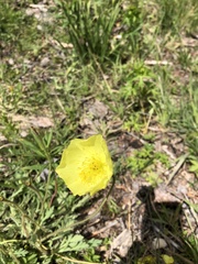 Papaver pseudocanescens