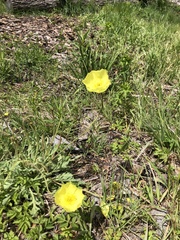 Papaver pseudocanescens