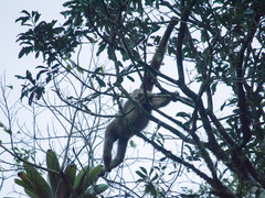 Brachyteles arachnoides