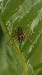 Oxyopes scalaris