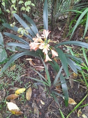 Clivia