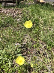 Papaver pseudocanescens