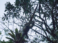 Brachyteles arachnoides