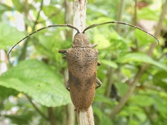 Jamesia papulenta
