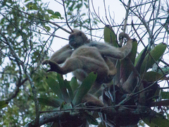 Brachyteles arachnoides