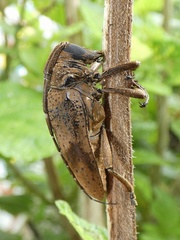 Jamesia papulenta
