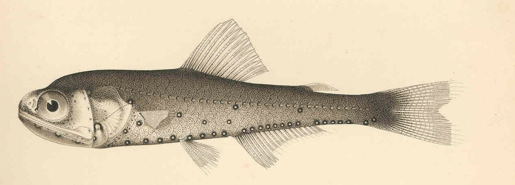 Evermann's Lantern Fish