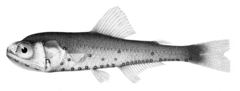 Evermann's Lantern Fish photo 2