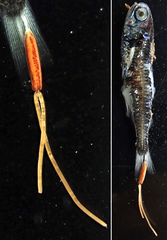 Evermann's Lantern Fish photo 3