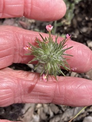 Leptosiphon ciliatus