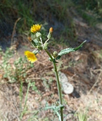 Asteraceae