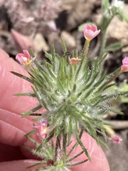 Leptosiphon ciliatus