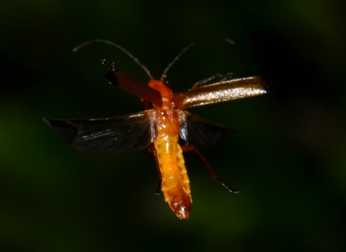Skėtinis minkštavabalis nuotrauka