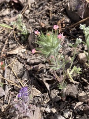 Leptosiphon ciliatus