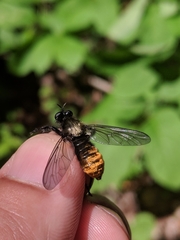 Laphria janus