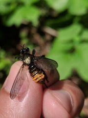 Laphria janus
