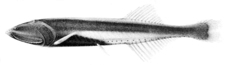 Bicolored Bristlemouth photo 1