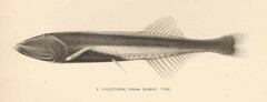 Bicolored Bristlemouth photo 2