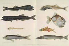 Bicolored Bristlemouth photo 3
