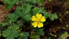 Potentilla matsumurae