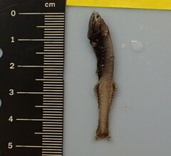 Benttooth Bristlemouth photo 4
