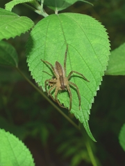 Dolomedes sulfureus